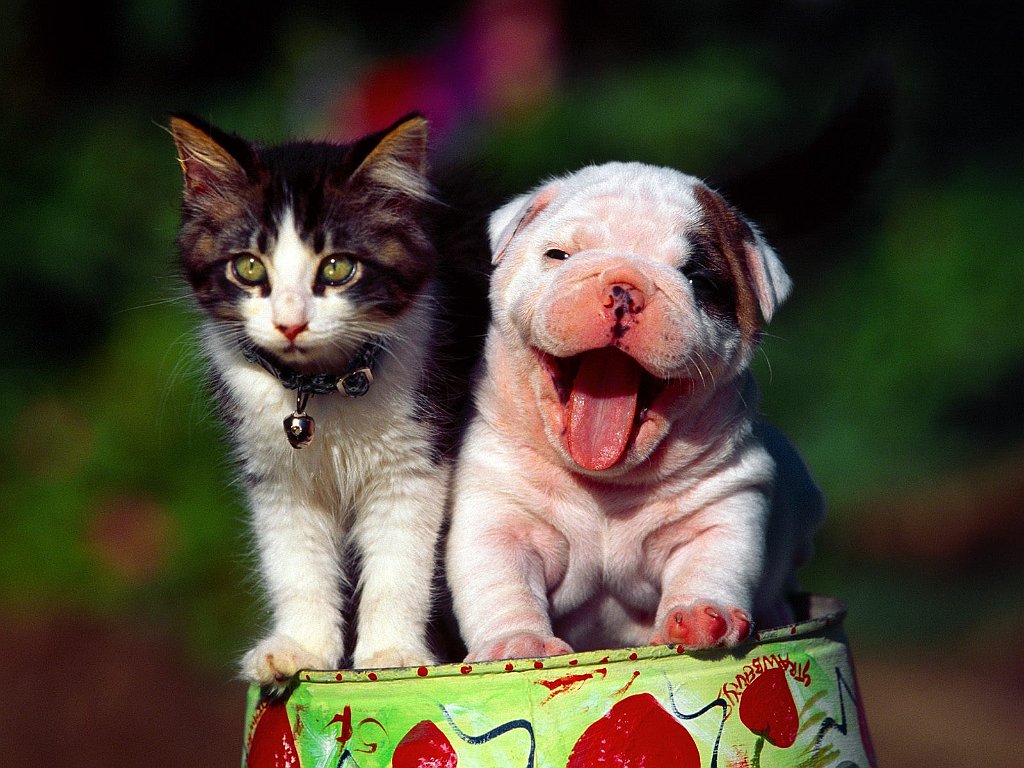 Two in the Tin